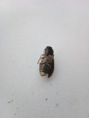 Selatosomus gravidus