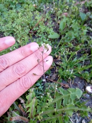 Capsella bursa-pastoris