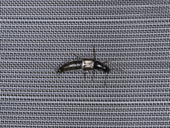 Philonthus quisquiliarius