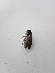 Selatosomus gravidus