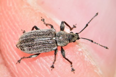 Phyllobius pyri