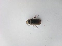 Selatosomus gravidus
