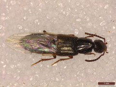 Philonthus quisquiliarius