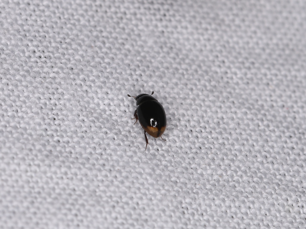 Cercyon bifenestratus