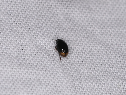 Cercyon bifenestratus