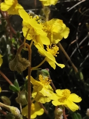 Helianthemum oelandicum