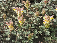 Scutellaria orientalis orientalis