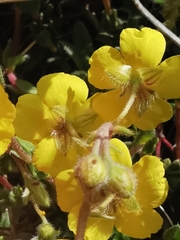 Helianthemum oelandicum