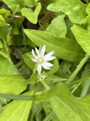 Stellaria corei