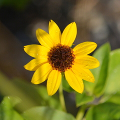 Helianthus debilis