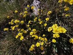 Helianthemum oelandicum