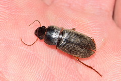 Harpalus rufipes