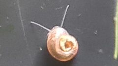 Planorbini