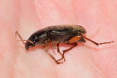 Harpalus rufipes