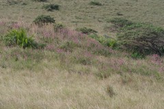 Syncolostemon densiflorus