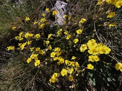 Helianthemum oelandicum