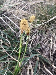 Short-necked Sedge (Carex brevicollis)