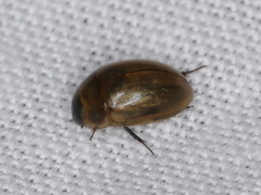 Enochrus melanocephalus