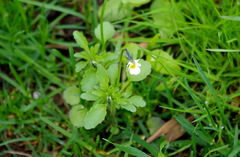 Viola arvensis