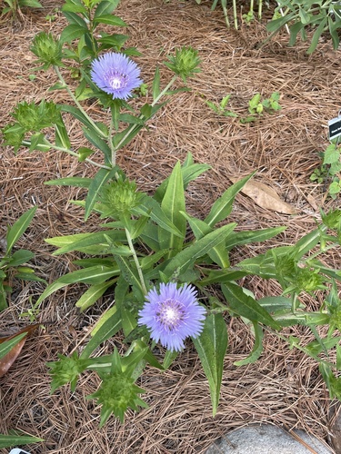 Stokesia laevis
