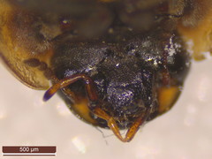Enochrus melanocephalus
