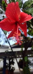 Hibiscus