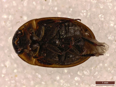 Enochrus melanocephalus
