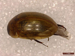 Enochrus melanocephalus