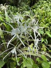 Hymenocallis choctawensis