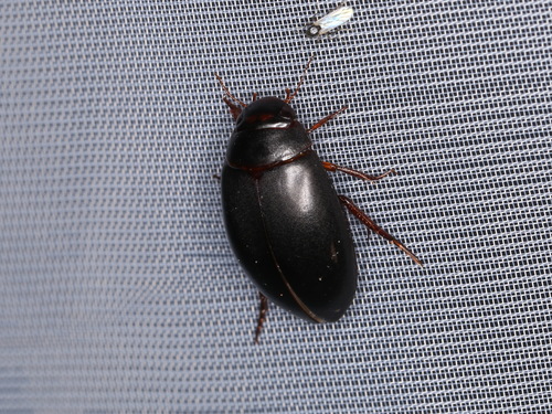 Ilybius quadriguttatus