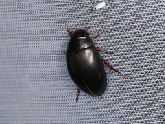 Ilybius quadriguttatus