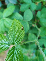 Micropterix aureatella