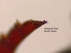 Ilybius quadriguttatus