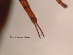 Ilybius quadriguttatus