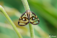 Euricania ocellus