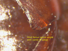 Ilybius quadriguttatus