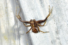 Xysticus ulmi