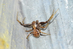Xysticus ulmi