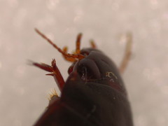 Ilybius quadriguttatus