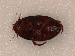 Ilybius quadriguttatus