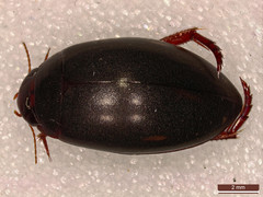 Ilybius quadriguttatus