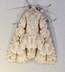 Acronicta laetifica