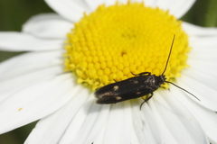 Parascythris muelleri