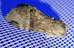Stemmatophalera curvilinea