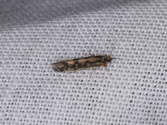 Agraylea multipunctata