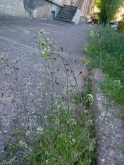 Capsella bursa-pastoris