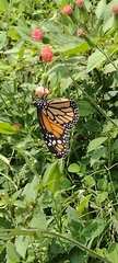 Danaus plexippus