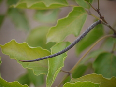 Dolichandrone atrovirens