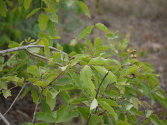 Dolichandrone atrovirens