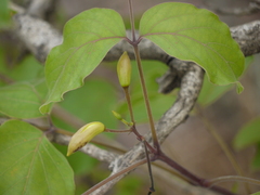 Dolichandrone atrovirens